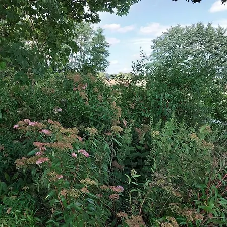 Sonnenschein 別荘 Scheggerott