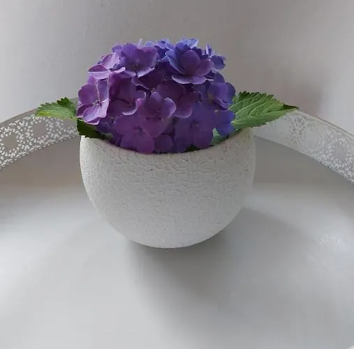 Sonnenschein * Scheggerott